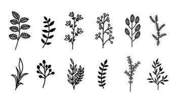 A collection of ten hand-drawn botanical illustrations featuring various leaf and branch designs vector