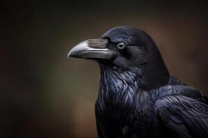 A close up of a raven with a dark background photo