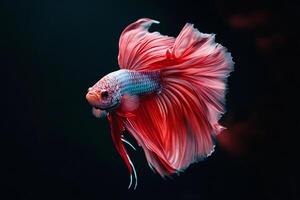 Vibrant betta fish in motion against a dark backdrop photo