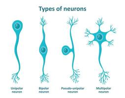 Different types of neurons, nerve cells vector