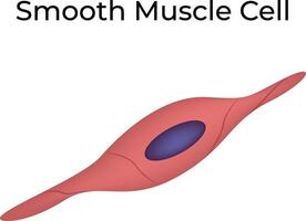 Smooth Muscle Cell Structure Design Illustration vector