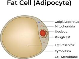 Fat Cell Adipocyte Structure Design Illustration vector