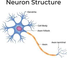 Neuron Structure Diagram Design Illustration vector