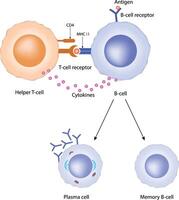 T-cell and B-cell interaction Design Illustration vector