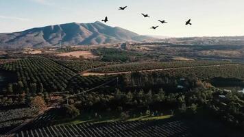 Aerial view of an agriculture field at the morning 4K Background video