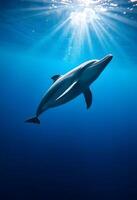 Dolphin Swimming Gracefully Underwater with Sun Rays Penetrating the Ocean photo
