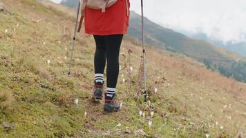 legs of woman walking in mountains, using sticks for nordic walk, carrying backpack, rear view video
