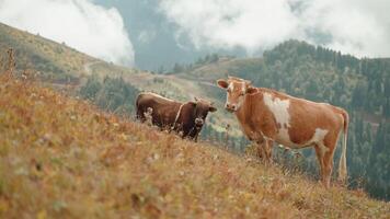 ecological farming and milk production, two purebred cows grazing in meadow in Alpine mountains video
