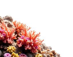 Coral Reef Scene with Vibrant Colors and Diverse Marine Life photo