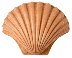 Decorative seashell on a transparent background png