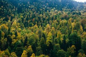 Aerial view over forest. Colorful trees in the wood. Colourful autumn colours in forest form above. photo