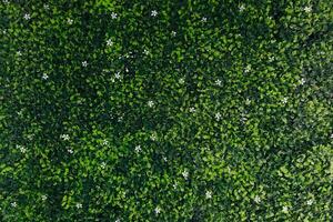 Top view, Green grass texture background, Park green lawn texture. photo