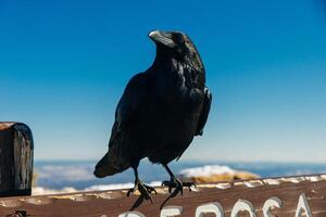portrait of a black crow close up in winter time. photo