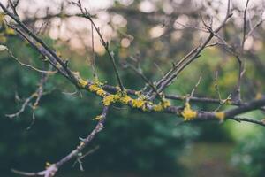 abstract detail of the green moss on the tree branch, macro view photo