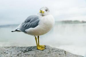 Clear and sharp view of white with grey wings and yellow with color beak seagull portrait, photo