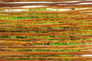 Pine stick texture. Wooden background of pines for design, photo
