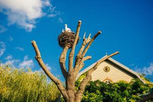 Artificial copies that accurately imitate white storks, a large nest mounted on a pole and twisted from tree branches photo