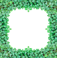 green leaves frame, green ivy leaves frame on transparent background, Green Leaf Frame, green tree frame, a green plant on a transparent, png