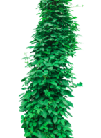 a green plant growing on a tree trunk, green grass isolated frame, a bunch of green leaves on a transparent background, Green Climbing Vine, green ivy tree isolated , png