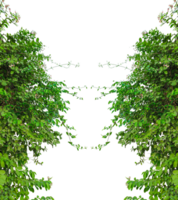 green plants frame, a green plant growing on a tree trunk, green grass isolated frame, a bunch of green leaves on a transparent background, Green Climbing Vine, green ivy tree isolated , png