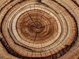 A macro image of tree rings, emphasizing the natural lines and fibers of the wood. photo