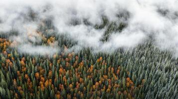 Aerial view of misty autumn forest with colorful trees and foggy atmosphere photo