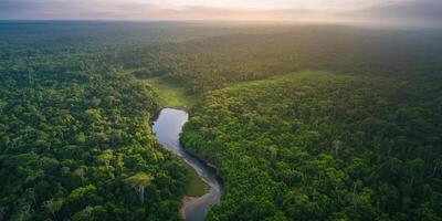 Lush tropical rainforest with serene river bend at sunrise captured from above photo