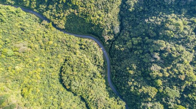 Aerial view of winding forest road through lush greenery and dense trees photo