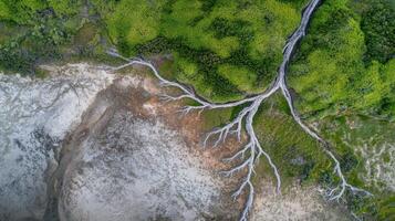 Aerial view of tree roots and vegetation bordering arid landscape photo
