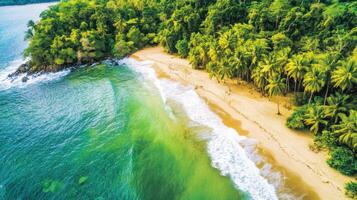 Tropical beach with lush greenery and palm trees along the shoreline photo