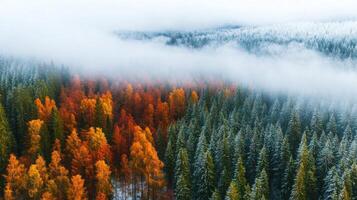 brumoso otoño bosque aéreo ver con vistoso arboles y árboles de hoja perenne cubierto en nieve foto