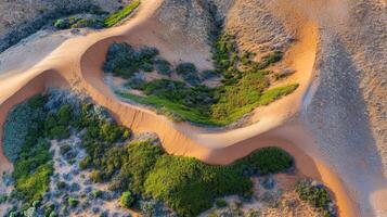 Aerial view of desert dunes with green vegetation and curving sand patterns photo