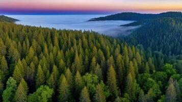 Lush evergreen forest with misty horizon at sunrise view from above photo