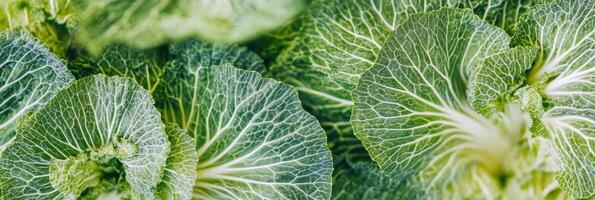 Close-up of fresh green cabbage leaves with detailed veining patterns photo