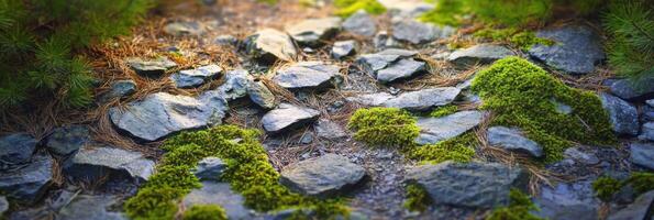 Rocky forest path with green moss and pine needles in natural setting photo