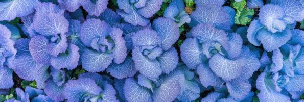Close-up of purple cabbage leaves creating an abstract pattern in nature photo