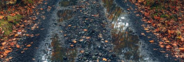Autumn forest road with fallen leaves and puddles on a rainy day pathway photo