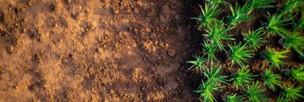 Aerial view of fresh grass sprouting on brown soil divided by horizontal line photo