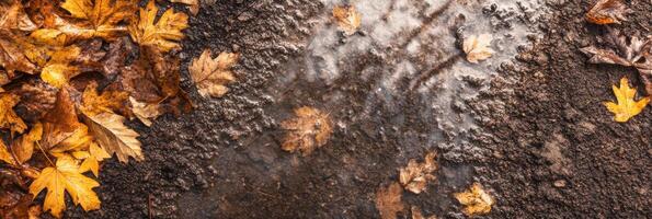 Autumn leaves on wet mud creating a natural seasonal texture in nature photo