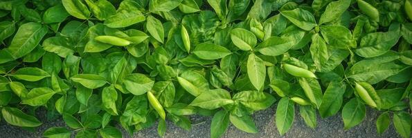 Lush green foliage of vibrant broad-leaved plants in natural growth photo