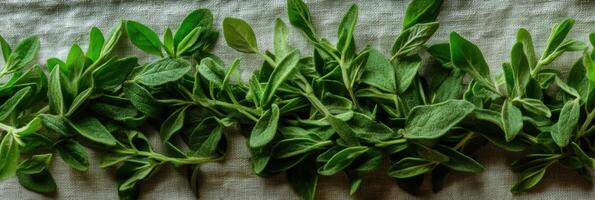 Fresh sage herb leaves arranged on a textured fabric background photo