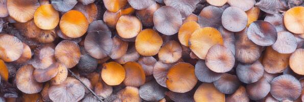 Top view of clustered orange and brown mushrooms in a natural setting photo