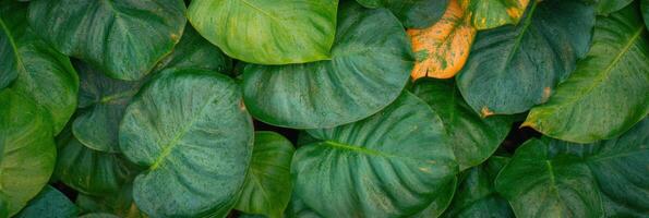 Lush green foliage with dew drops on vibrant tropical leaves photo