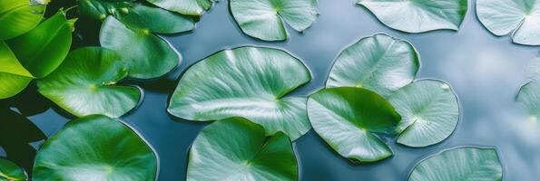 Tranquil water lilies floating on a calm pond surface in natural greenery photo