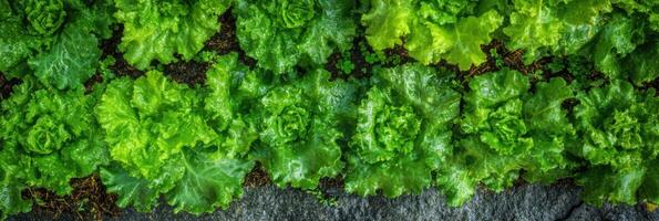 Top view of fresh green lettuce in a vegetable garden with dew drops photo