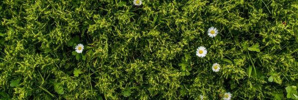 Close-up of daisies scattered on lush mossy ground in springtime garden photo