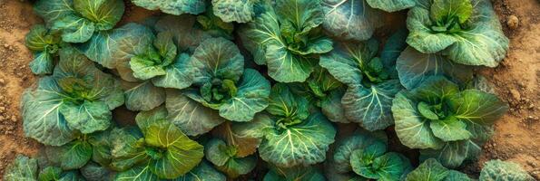 Lush green cabbage plants growing in neat rows on rich soil in a garden photo