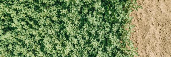 Top view of green clover leaves and dry soil interface of contrasting textures photo