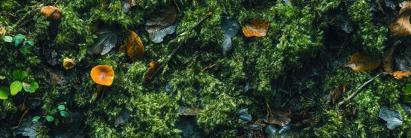 Small orange mushroom amidst green moss and fallen leaves in a forest setting photo