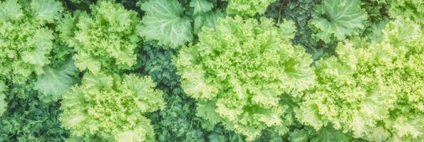 Fresh green lettuce leaves top view in vibrant garden setting for healthy living photo